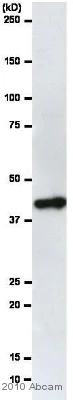 Western blot - HRP Anti-beta Actin antibody [AC-15] - Loading Control (AB49900)