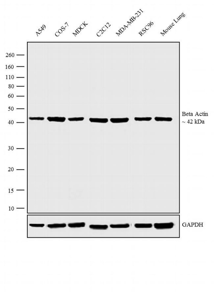 Western blot - HRP Anti-beta Actin antibody [BA3R] (AB173838), expandable thumbnail