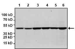 Western blot - HRP Anti-beta Actin antibody [BA3R] - Loading Control (AB173838), expandable thumbnail