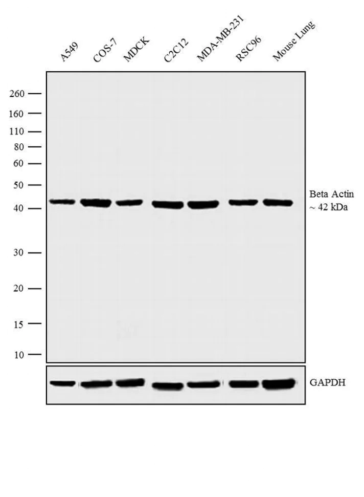 Western blot - HRP Anti-beta Actin antibody [BA3R] - Loading Control (AB173838)