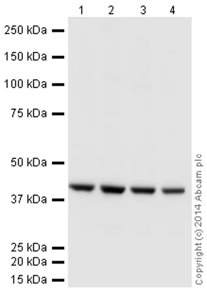 Western blot - HRP Anti-beta Actin antibody [mAbcam 8224] - Loading Control (AB197277)
