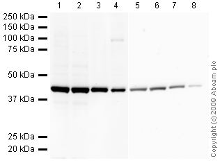 Western blot - HRP Anti-beta Actin antibody [mAbcam 8226] - Loading Control (AB20272), expandable thumbnail