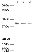 Western blot - HRP Anti-beta Actin antibody [mAbcam 8226] - Loading Control (AB20272), expandable thumbnail