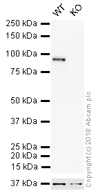 Western blot - HRP Anti-beta Catenin antibody [E247] (AB194120)