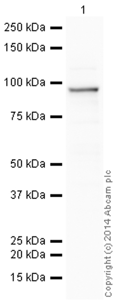 Western blot - HRP Anti-beta Catenin antibody [E247] (AB194120), expandable thumbnail