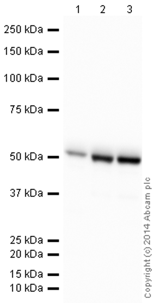 Western blot - HRP Anti-beta III Tubulin antibody [2G10] - Neuronal Marker (AB196638), expandable thumbnail