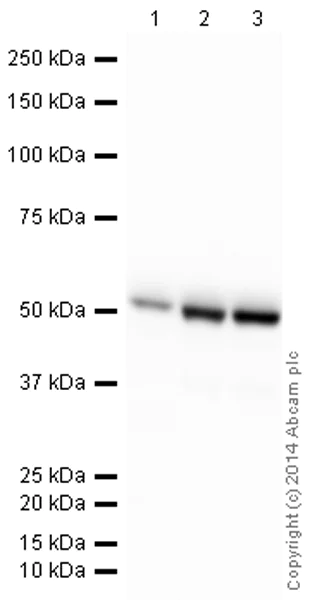 Western blot - HRP Anti-beta III Tubulin antibody [2G10] - Neuronal Marker (AB196638)