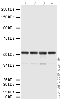 Western blot - HRP Anti-beta III Tubulin antibody [EP1569Y] - Neuronal Marker (AB190574)