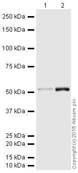 Western blot - HRP Anti-beta III Tubulin antibody [EP1569Y] - Neuronal Marker (AB190574)
