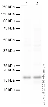 Western blot - HRP Anti-beta Synuclein antibody [EP1537Y] (AB215783)