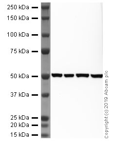 Western blot - HRP Anti-beta Tubulin antibody [AA2] - Loading Control (AB235761), expandable thumbnail