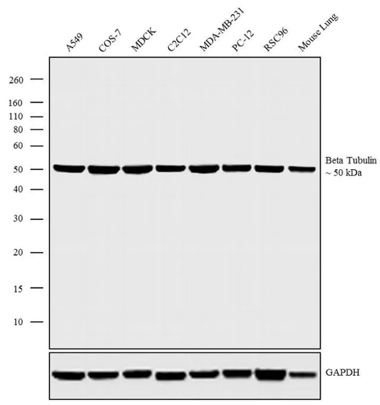 Western blot - HRP Anti-beta Tubulin antibody [BT7R] - Loading Control (AB173840)