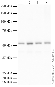 Western blot - HRP Anti-beta Tubulin antibody [EPR1330] - Loading Control (AB185057), expandable thumbnail