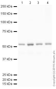 Western blot - HRP Anti-beta Tubulin antibody [EPR1330] - Loading Control (AB185057)