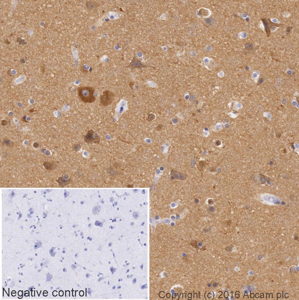 Immunohistochemistry (Formalin/PFA-fixed paraffin-embedded sections) - HRP Anti-beta Tubulin antibody [EPR16774] - Loading Control (AB205790)