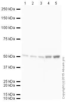 Western blot - HRP Anti-beta Tubulin antibody [EPR16774] - Loading Control (AB205790)