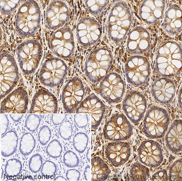 Immunohistochemistry (Formalin/PFA-fixed paraffin-embedded sections) - HRP Anti-beta Tubulin antibody - Loading Control (AB21058)