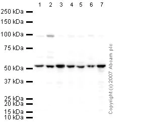 Western blot - HRP Anti-beta Tubulin antibody - Loading Control (AB21058)