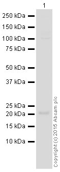 Western blot - HRP Anti-Bid antibody [Y8] (AB201754), expandable thumbnail
