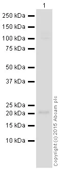 Western blot - HRP Anti-Bid antibody [Y8] (AB201754)
