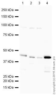 Western blot - HRP Anti-BMP4 antibody [EPR6211] (AB200795)