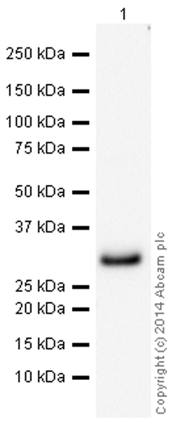 Western blot - HRP Anti-BNIP3 antibody [ANa40] (AB196707)