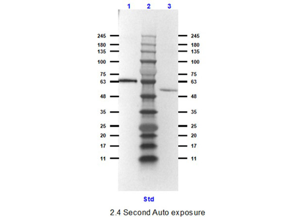 Western blot - HRP Anti-Bovine Serum Albumin antibody (AB7637)