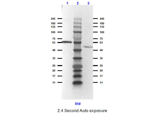 Western blot - HRP Anti-Bovine Serum Albumin antibody (AB7637)