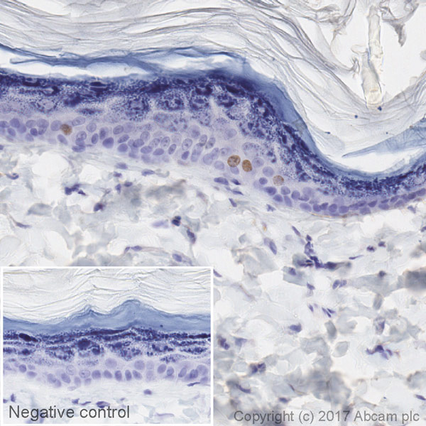 Immunohistochemistry (Formalin/PFA-fixed paraffin-embedded sections) - HRP Anti-BrdU antibody [BU1/75 (ICR1)] (AB220507)