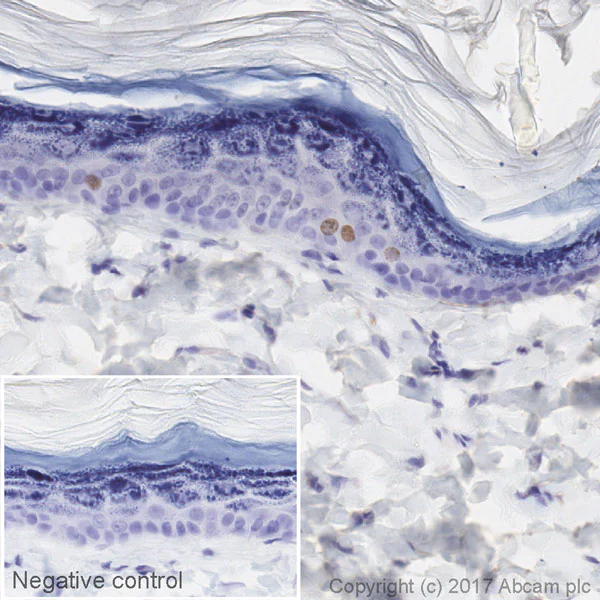 Immunohistochemistry (Formalin/PFA-fixed paraffin-embedded sections) - HRP Anti-BrdU antibody [BU1/75 (ICR1)] (AB220507)