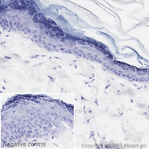 Immunohistochemistry (Formalin/PFA-fixed paraffin-embedded sections) - HRP Anti-BrdU antibody [BU1/75 (ICR1)] (AB220507)