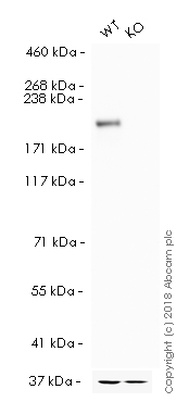 Western blot - HRP Anti-BRG1 antibody [EPNCIR111A] (AB196315), expandable thumbnail