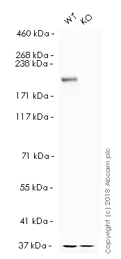 Western blot - HRP Anti-BRG1 antibody [EPNCIR111A] (AB196315)