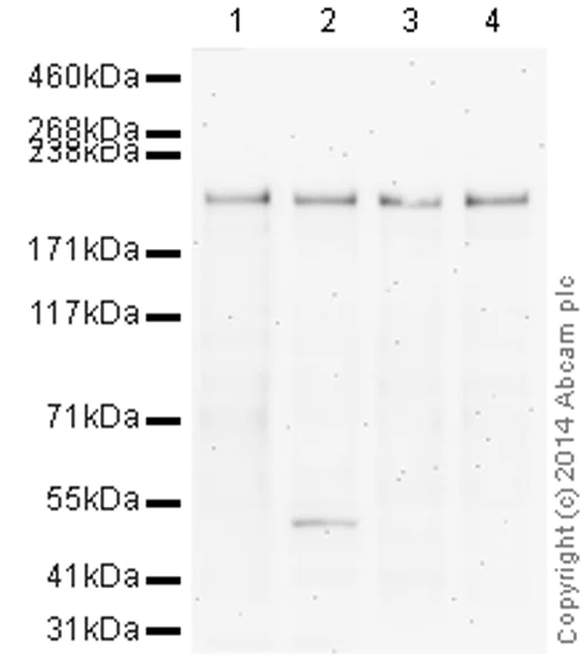 Western blot - HRP Anti-BRG1 antibody [EPNCIR111A] (AB196315)