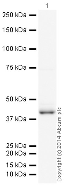 Western blot - HRP Anti-c-Jun antibody [E254] (AB193782), expandable thumbnail