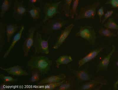 Immunocytochemistry/ Immunofluorescence - HRP Anti-c-Myc antibody (AB19312)