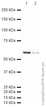 Western blot - HRP Anti-c-Myc antibody [Y69] (AB205818)