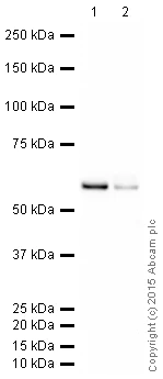 Western blot - HRP Anti-c-Myc antibody [Y69] (AB205818)