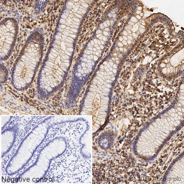 Immunohistochemistry (Formalin/PFA-fixed paraffin-embedded sections) - HRP Anti-Calmodulin 1/2/3 antibody [EP799Y] (AB199558)