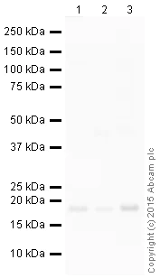 Western blot - HRP Anti-Calmodulin 1/2/3 antibody [EP799Y] (AB199558)