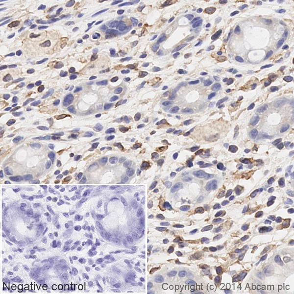Immunohistochemistry (Formalin/PFA-fixed paraffin-embedded sections) - HRP Anti-Calnexin antibody [EPR3633(2)] - ER Membrane Marker (AB195198)