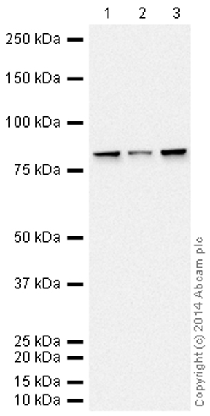Western blot - HRP Anti-Calnexin antibody [EPR3633(2)] - ER Membrane Marker (AB195198), expandable thumbnail