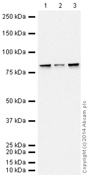 Western blot - HRP Anti-Calnexin antibody [EPR3633(2)] - ER Membrane Marker (AB195198)