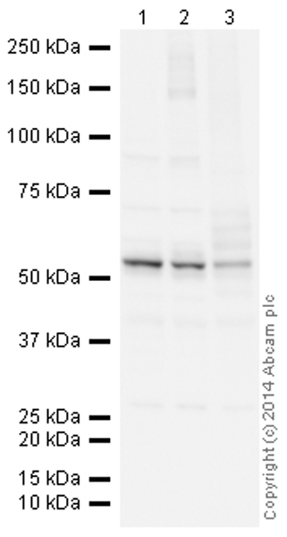 Western blot - HRP Anti-Calreticulin antibody [EPR3924] - ER Marker (AB195511)