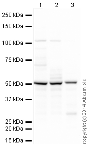 Western blot - HRP Anti-CaMKII alpha antibody [6G9] (AB197500), expandable thumbnail