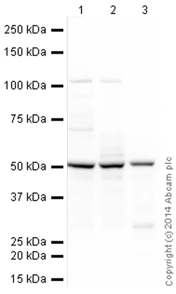 Western blot - HRP Anti-CaMKII alpha antibody [6G9] (AB197500)