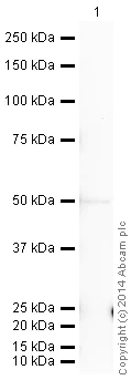 Western blot - HRP Anti-CaMKII antibody [EP1829Y] (AB195518)