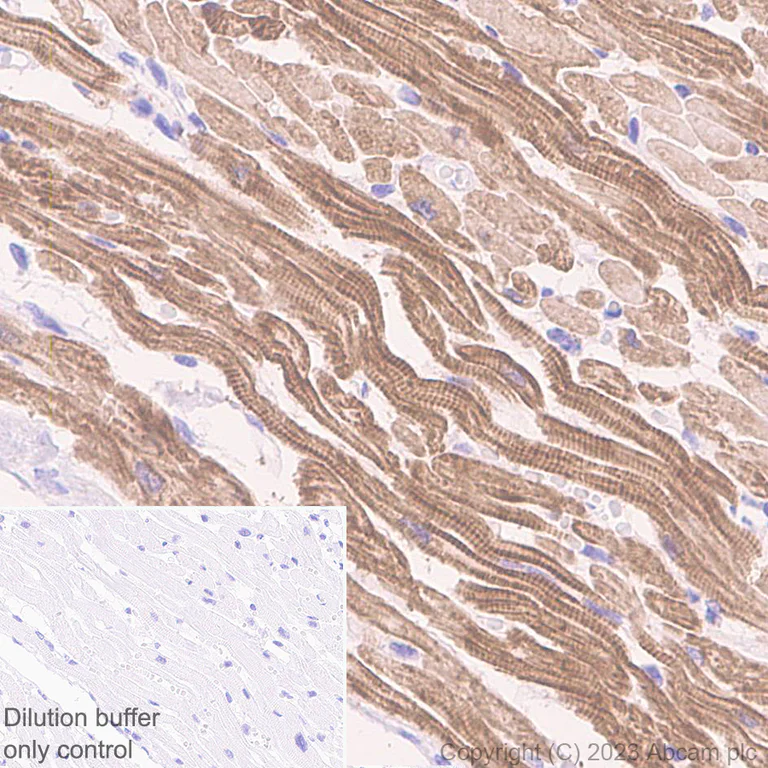 Immunohistochemistry (Formalin/PFA-fixed paraffin-embedded sections) - HRP Anti-Cardiac Troponin I antibody [EPR20307] (AB309163)