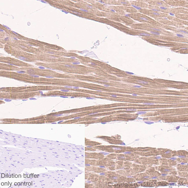 Immunohistochemistry (Formalin/PFA-fixed paraffin-embedded sections) - HRP Anti-Cardiac Troponin I antibody [EPR20307] (AB309163)