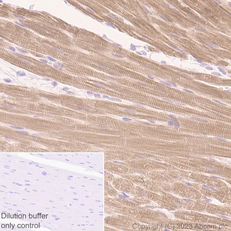 Immunohistochemistry (Formalin/PFA-fixed paraffin-embedded sections) - HRP Anti-Cardiac Troponin I antibody [EPR20307] (AB309163)